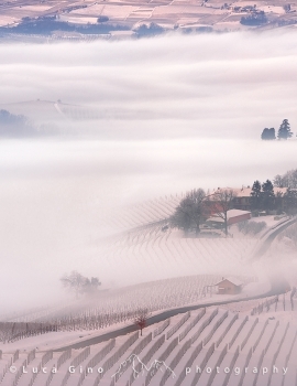 Winter in vinelands